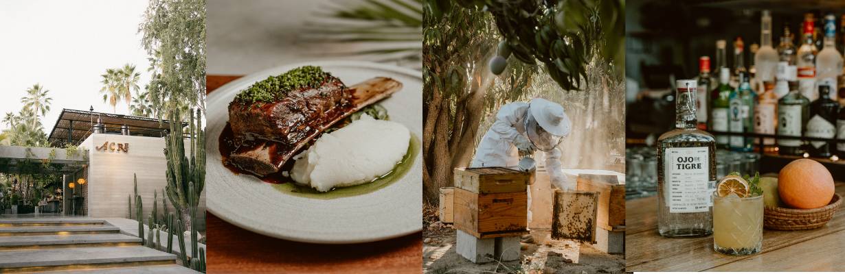 Restaurantes sustentáveis no México: 10 destinos imperdíveis