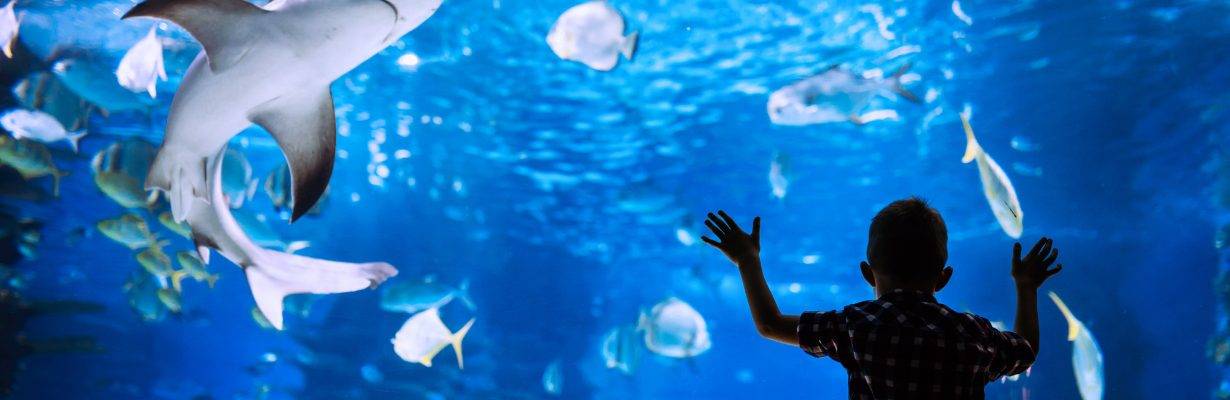 Aquário de Istambul