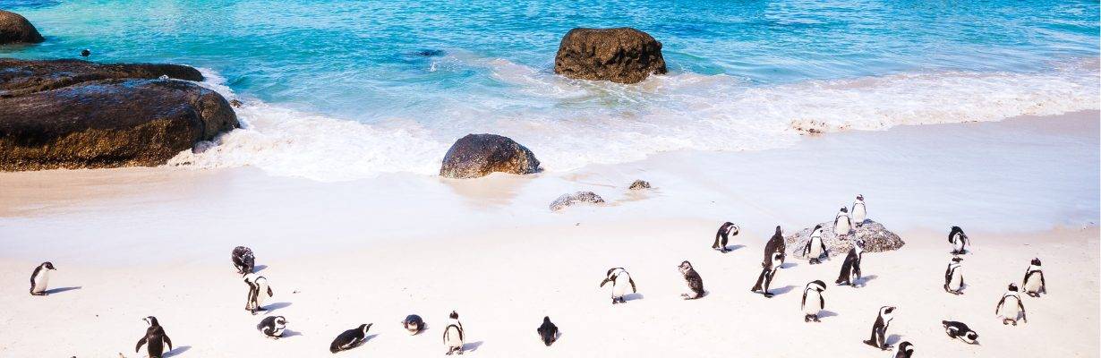 Dicas Gerais Cidade do Cabo