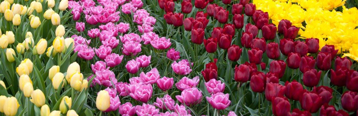 Keukenhof