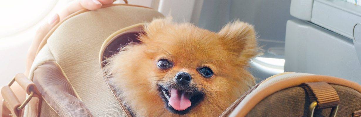 Governo anuncia novo plano para transporte aéreo de pets