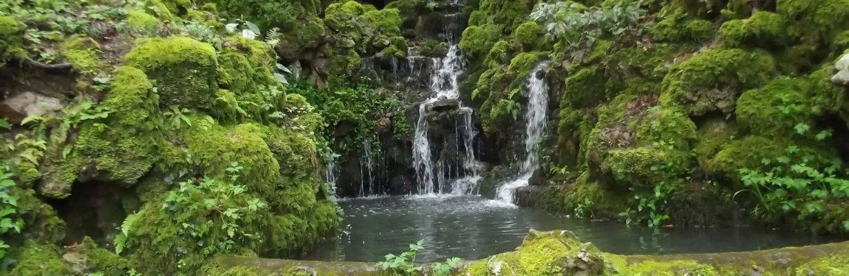 A Mata Nacional do Bussaco é oficialmente uma floresta terapêutica