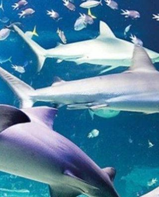 SEA LIFE London Aquarium