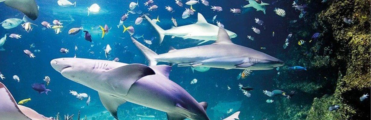 SEA LIFE London Aquarium