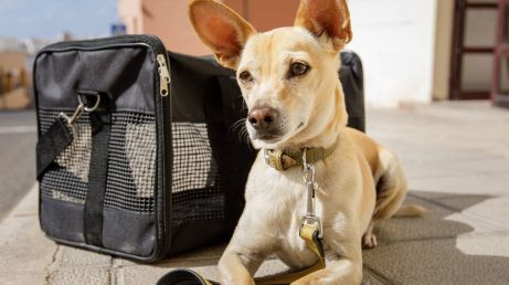 Itália flexibiliza transporte de pets na cabine em voos