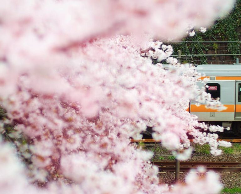 Trem a vapor em Kawane: passeio cênico pelos campos de chá no Japão