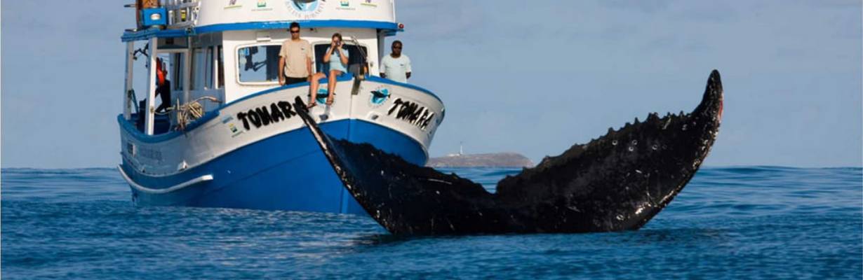 Temporada das Jubartes: Onde ver baleias no sul da Bahia