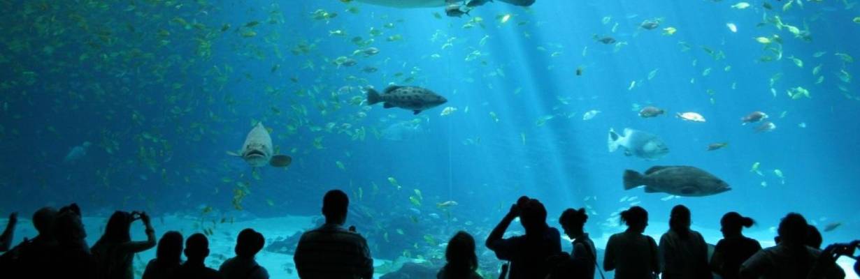 Oceanário de Lisboa celebra 27 anos com ingressos pela metade do preço