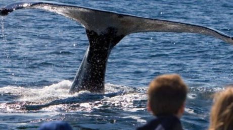 Entre junho e outubro, Ilhéus se transforma em um dos principais destinos para observação de baleias-jubarte no Brasil. Com alta taxa de avistamento, os passeios unem ecoturismo, ciência e conservação marinha, enquanto o Cana Brava Resort oferece estrutura completa para quem deseja aproveitar a temporada no litoral sul da Bahia.