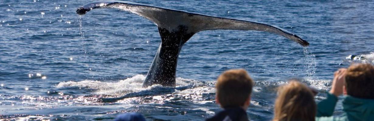 Onde ver baleia no Brasil: 5 destinos para acompanhar a temporada de observação