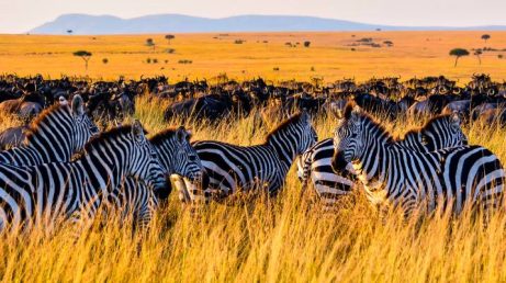 Safari na Tanzânia: quando ir, clima em cada estação do ano e como combinar com Zanzibar