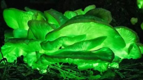 Mágica! Tem uma floresta que brilha no escuro na Austrália