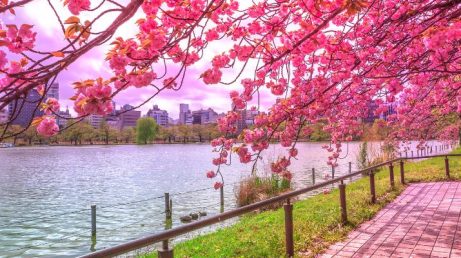 Cerejeiras no Japão: tudo que você precisa saber para planejar sua viagem