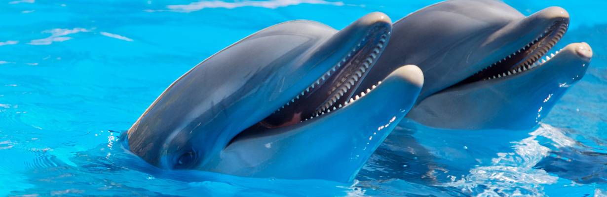 Vitória para os animais! México proíbe mamíferos marinhos em espetáculos