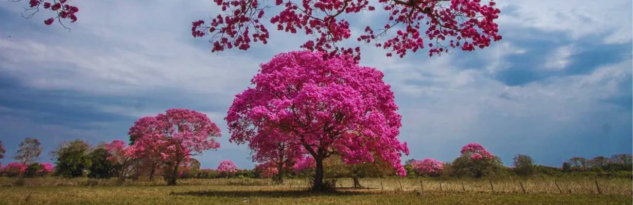 Florada dos ipês no Pantanal chama atenção com espetáculo visual