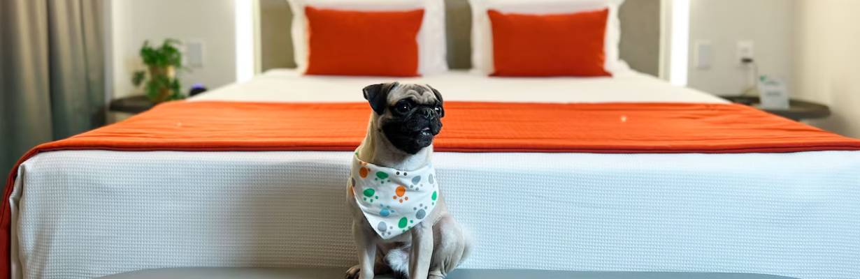 Resorts pet friendly no Brasil: 5 opções para curtir com seu pet
