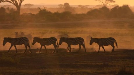 O safári mais caro do mundo custa 3 milhões por família