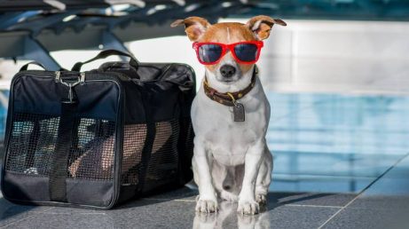 Viajar com pets na UE: o que muda após decisão sobre indenização de animais perdidos em voos