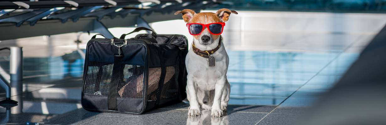 Viajar com pets na UE: o que muda após decisão sobre indenização de animais perdidos em voos