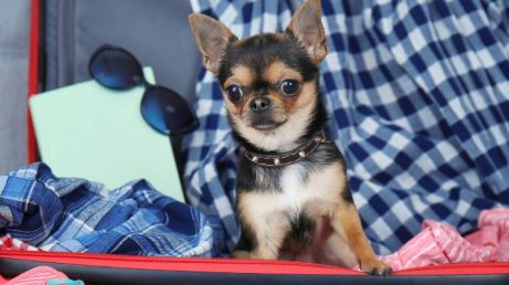 Taxa para cães na Itália: província de Bolzano cobrará pets de turistas e moradores a partir de 2026