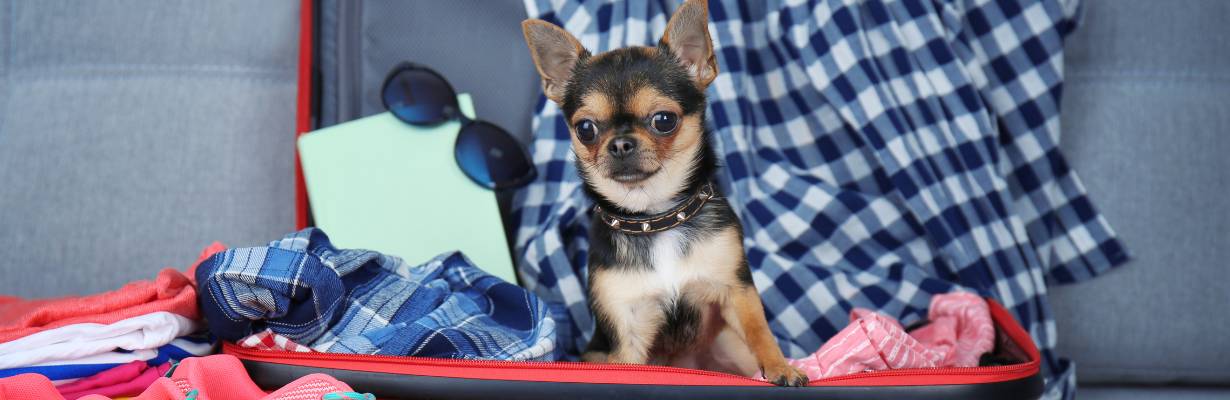 Taxa para cães na Itália: província de Bolzano cobrará pets de turistas e moradores a partir de 2026