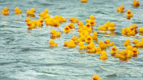 Corrida de patos de borracha na Alemanha: tradição nos rios do país