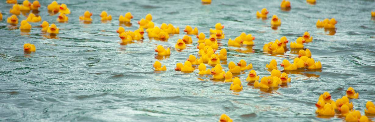 Corrida de patos de borracha na Alemanha: tradição nos rios do país