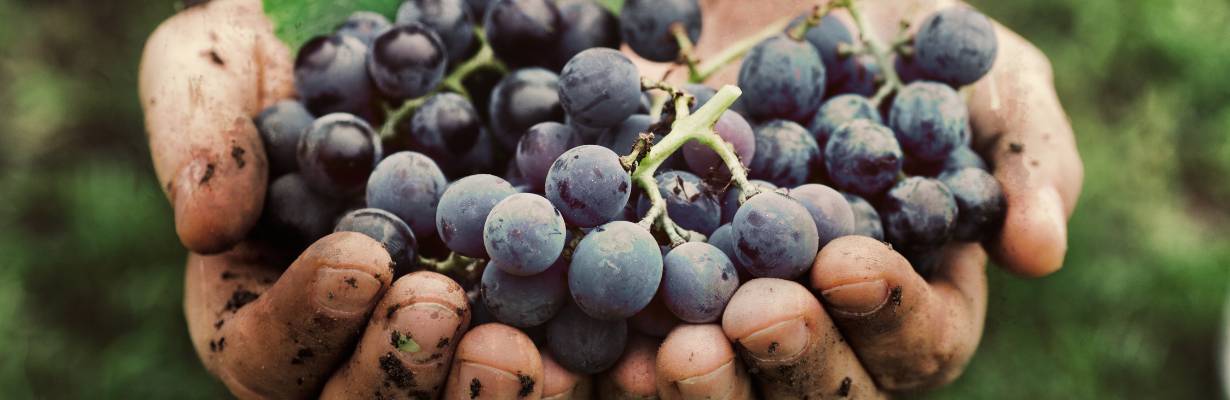 Gramado dá início à Vindima 2026 com eventos ligados ao vinho e à cultura local