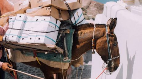 Santorini coloca limite de 100 kg no passeio de burro e reacende polêmica