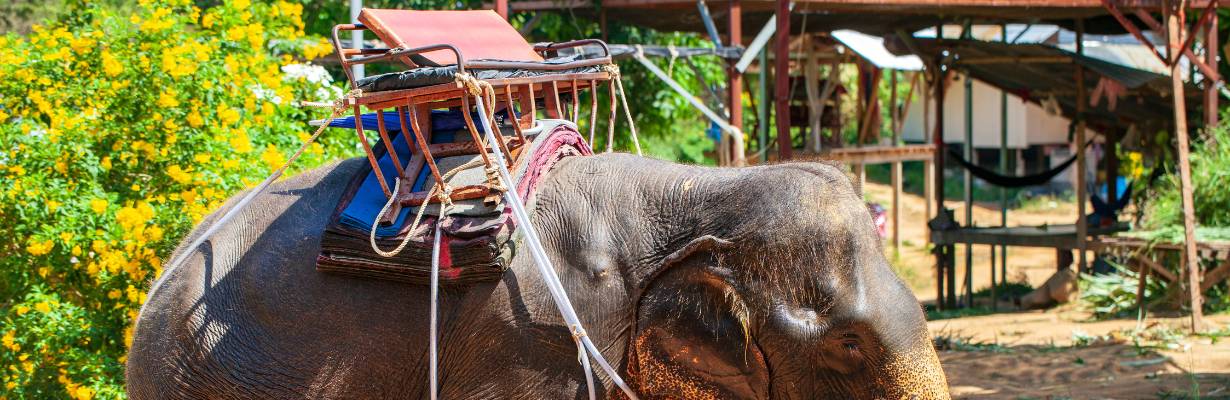 Indonésia dá passos para encerrar passeios com elefantes