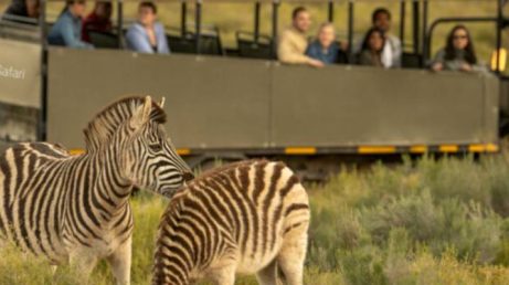 Uber Safari: experiência leva viajantes da Cidade do Cabo para ver os Big Five