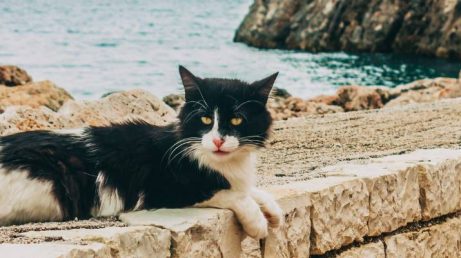 Quer morar em uma ilha grega? Voluntariado com gatos oferece hospedagem grátis