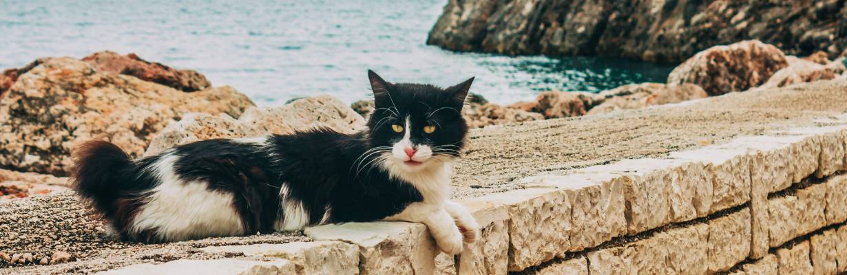 Quer morar em uma ilha grega? Voluntariado com gatos oferece hospedagem grátis