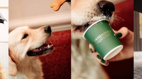 Hotel de luxo em Londres cria salão exclusivo para pets