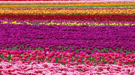 Holanda mudou de cor: Keukenhof transforma a primavera em espetáculo