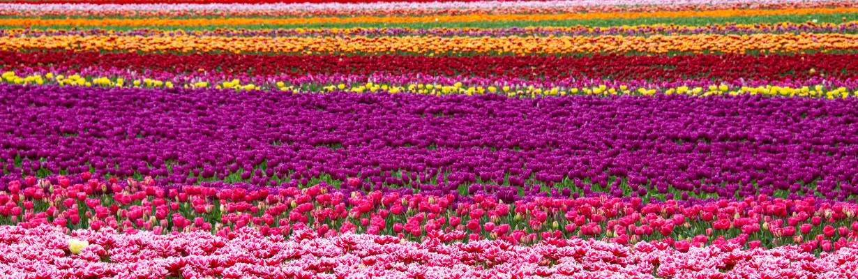 Holanda mudou de cor: Keukenhof transforma a primavera em espetáculo