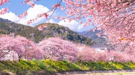 Problemas com turistas fazem mais uma cidade do Japão cancelar festival das cerejeiras