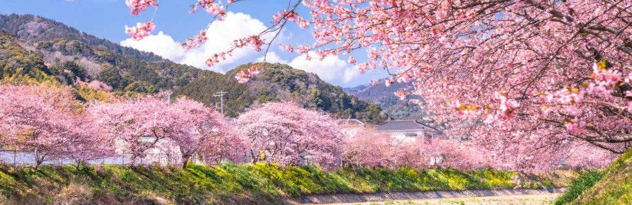 Problemas com turistas fazem mais uma cidade do Japão cancelar festival das cerejeiras