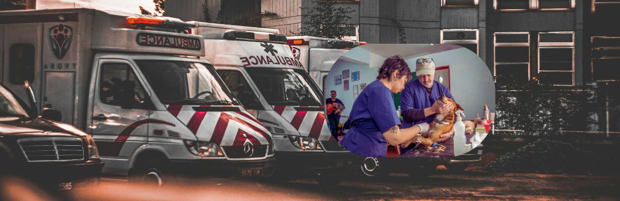 BH é pet-friendly! Capital mineira inova com samu veterinário pioneiro