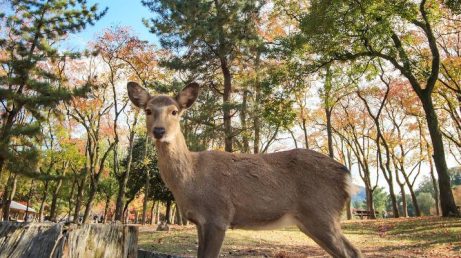 8 regras e costumes no Japão que turistas precisam respeitar