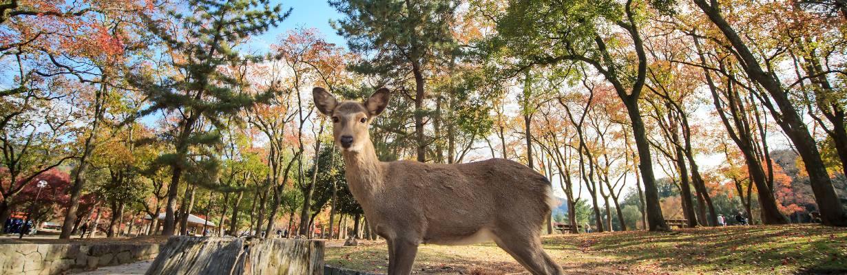 8 regras e costumes no Japão que turistas precisam respeitar
