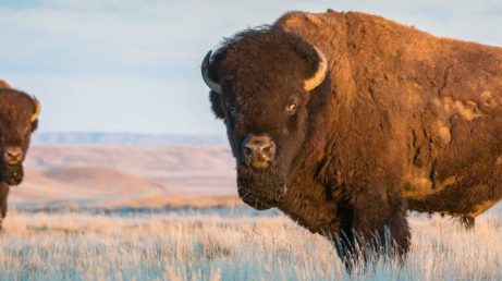 Um animal por país: destinos para ver de perto algumas das espécies mais incríveis do mundo