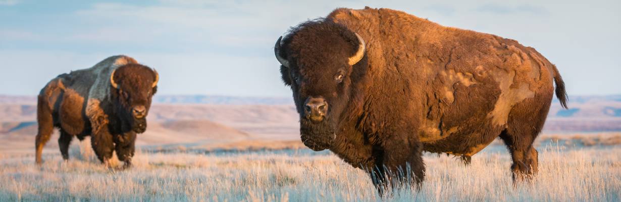 Um animal por país: destinos para ver de perto algumas das espécies mais incríveis do mundo
