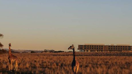 Localizado próximo a Adelaide, o Monarto Safari Park oferece uma das maiores experiências de safári em área aberta fora da África. Além de abrigar centenas de animais e atuar na conservação de espécies ameaçadas, o complexo conta com um resort de luxo, tendas de glamping e estrutura completa para quem deseja se hospedar em meio à natureza.