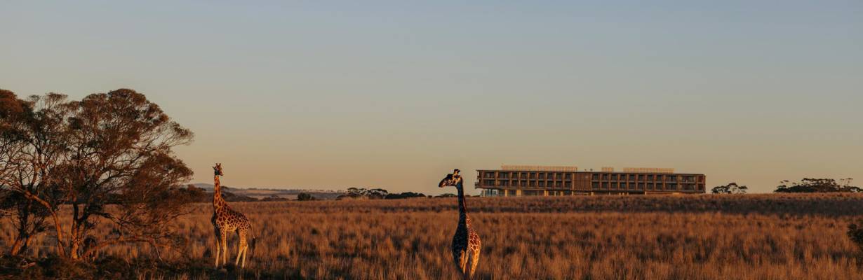 Austrália abriga o maior safári fora da África com resort de luxo em meio à natureza