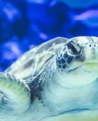 Kelly Tarlton's SEA LIFE Aquarium