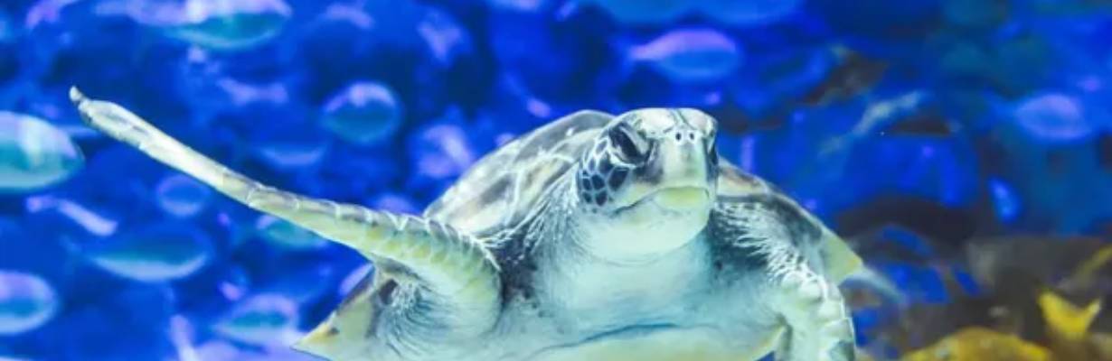 Kelly Tarlton's SEA LIFE Aquarium