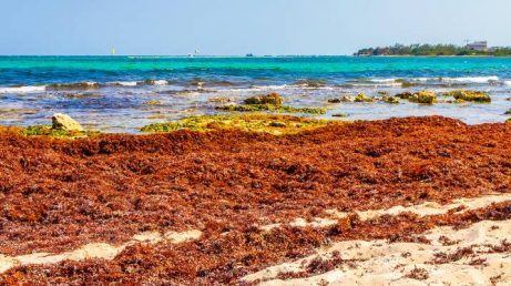 O plano prevê novas barreiras e equipamentos, além de elevar a capacidade de coleta para até 4 mil toneladas de sargaço por dia.