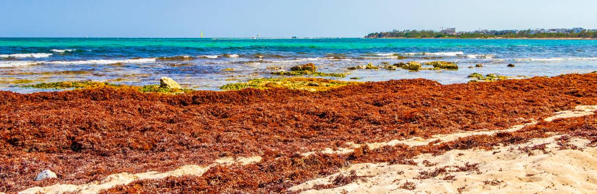 Governo do México anuncia investimento bilionário contra sargaço no Caribe
