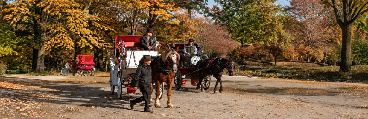 Adeus às carruagens? Nova York quer encerrar passeio famoso no Central Park